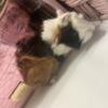 Female and male guinea pigs almost for sale