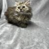 Persian kittens ready in 2 weeks