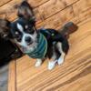 1 year old,Male, CKC, Chihuahua
