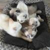 Red flame point Siamese kitten - male