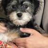 Shorkie male ready for new home