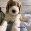 Goldendoodle (Medium) 30-40Lbs READY for June!