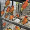 Sun conures from red parents