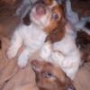 New beautiful  micro  dachshunds puppy's  OOo myyy