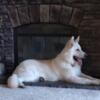 AKC WHITE GERMAN SHEPHERDS EXPECTED IN MAY