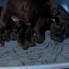 4 healthy French bull dogs almost ready to come home 1 sold already