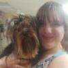 AKC Yorkie/Yorkshire Terrier Stud Proven NOT FOR SALE
