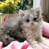 Selkirk Rex "Curly Kitten" from Paww Padds