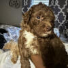 Toy poodles and Maltipoo for sale