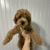 Male toy poodles for sale
