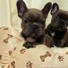 2 Frenchie twins looking for new Home