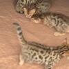 Purebred Bengal kittens