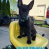 AKC Belgian Malinois Puppies Available for their New Home NOW