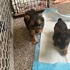 2 male yorkie available