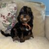 Cavapoo puppies & Shorkie Puppies   3 Puppies Available