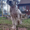 Great Dane puppies ready for homes 4/30