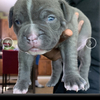 American bully puppy for sale ABA registration included $600 obo