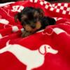 Yorkie babies available home