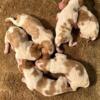 Akc registered Brittany puppies