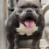 Male American bully 1.5 year old