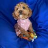 Beautiful Toy Poodle girl