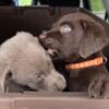 Chocolate and Silver Lab puppies
