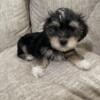 $50. Off.   Male yorkie mix very handsome and sweet