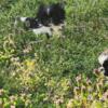 Pekingese - 9weeks old - 2 males