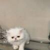 Persian Kittens Purebreed CFA