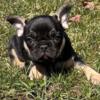 Frenchie puppies Merles and black and tan