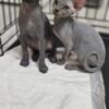 Canadian sphynx  male and female