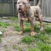 XL Bully open for Stud