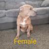 Bully puppies 1 male 1 female left *mothers day sale