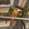 Pineapple conures for sale or trade for other birds