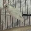 White female adult Parrotlet Atlanta Georgia