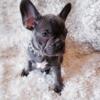 French Bulldog puppies available pick up today