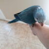 Baby Quaker Parrot blue ( already eating)