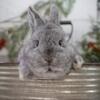 Netherland Dwarf Baby Bunny