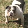 2 year old. Female American Bully- will be in heat soon, no litters