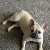 1 year old female tan Frenchie for sale up up to date on shots. Im trying to rehome her as soon as possible.