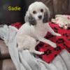 Sadie- Adult Female Toy Poodle
