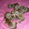 German Shorthaired Pointers  Males/Females