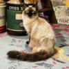 Beautiful Retired Adult TICA Ragdoll Available!