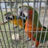 Hybrid macaws looking for new homes