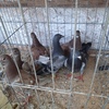 6 Young Banded 2023 Hueben Racing Pigeons.  Quality Birds Wormed & Vacinated.  Ready To Train