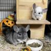 Pair of 7 Year Old White & Grey Chinchillas Up for Adoption  Mochi & Maru
