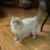 Beautiful Retired Blue lynx TICA Ragdoll Cat Available