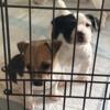 Toy rat terrier/ Shorty Jack pups 4Sale