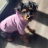 5 month old Dorkie is looking for a new home!