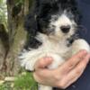 miniature poodle puppy rescue